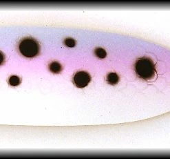 HK Varma Stinger -vetopelti, Väri:13